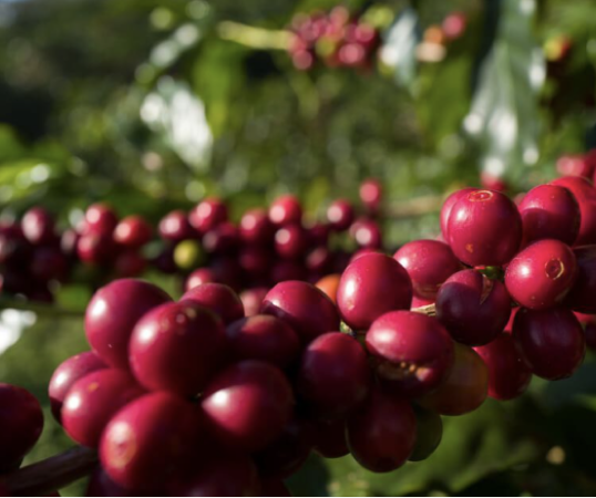 coffee about us